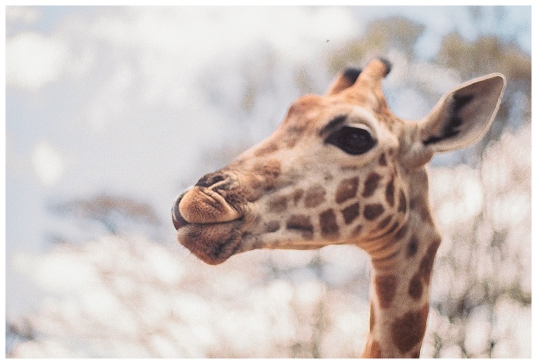 photographing giraffes