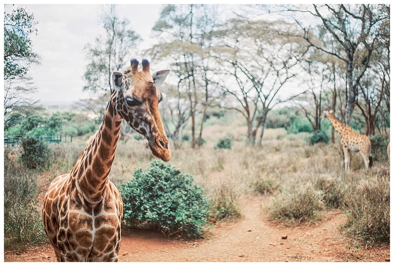 photographing giraffes