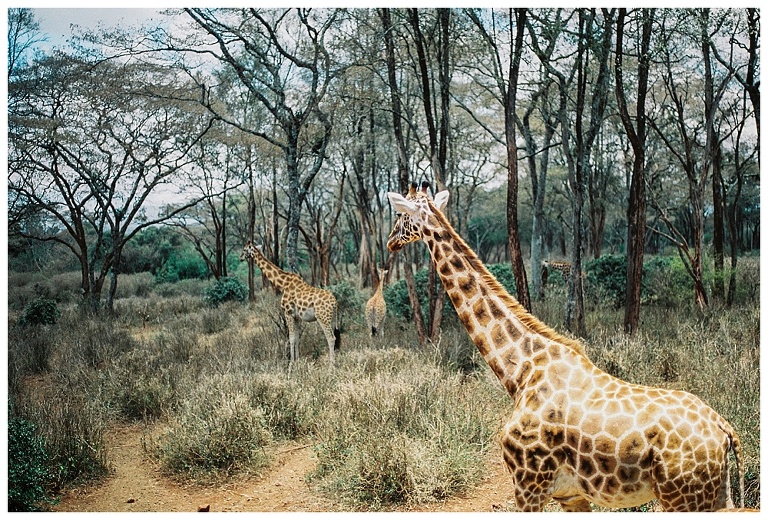 photographing giraffes