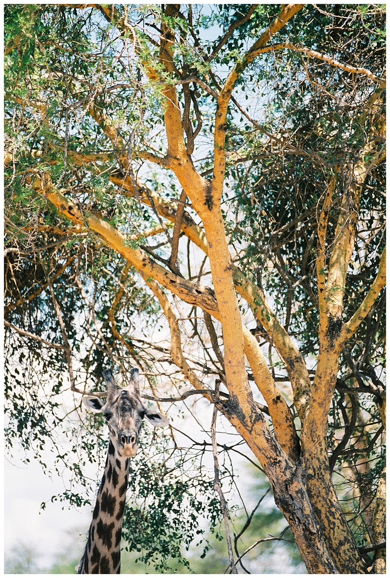 photographing giraffes