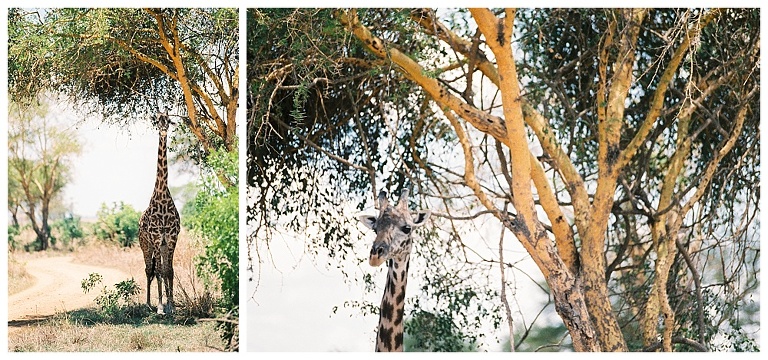 photographing giraffes