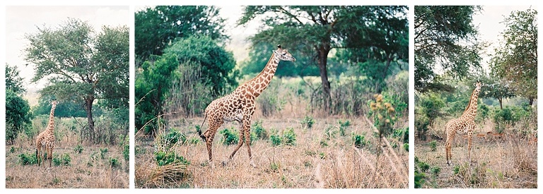 photographing giraffes