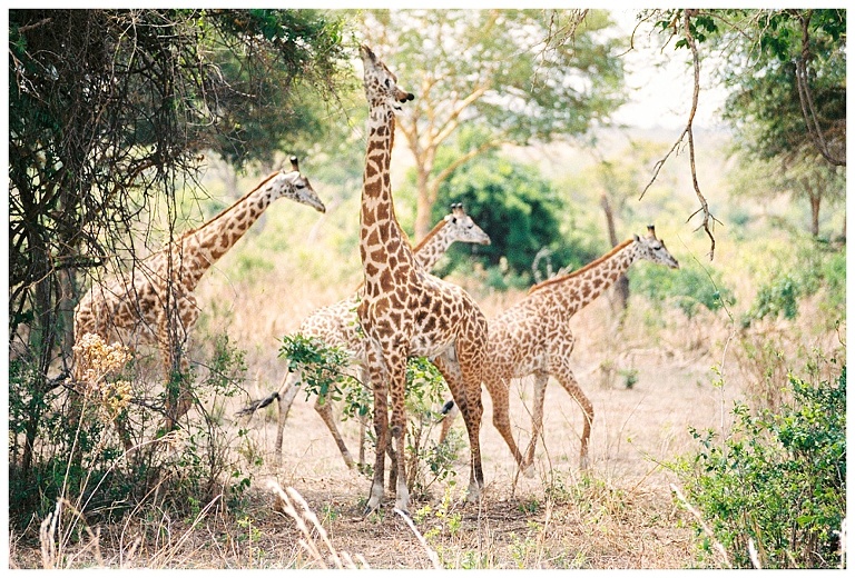 photographing giraffes