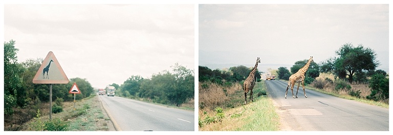 photographing giraffes