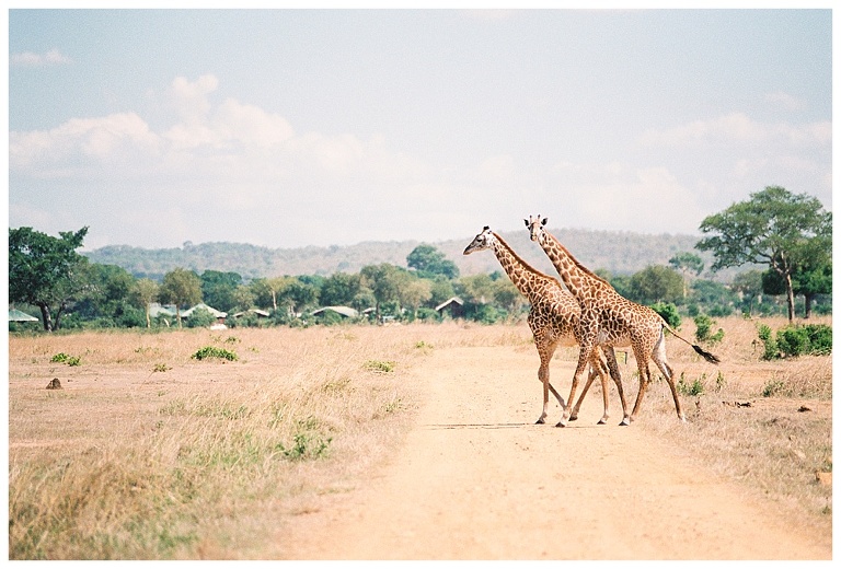 photographing giraffes