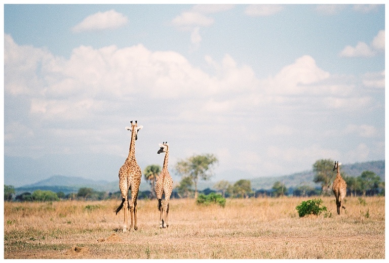 photographing giraffes