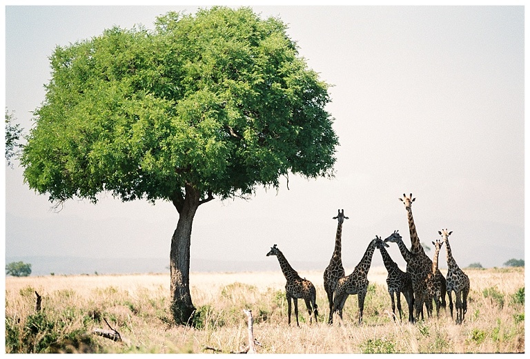 photographing giraffes