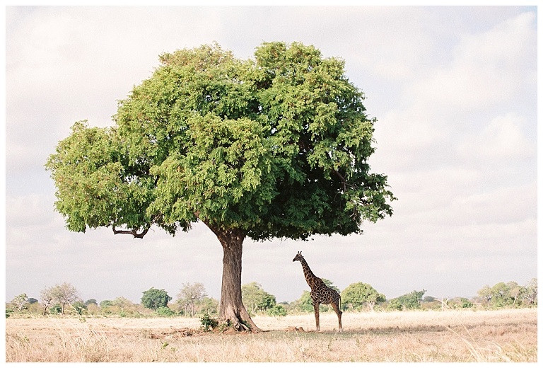 photographing giraffes