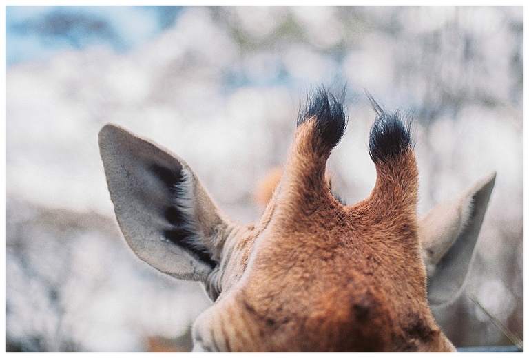 photographing giraffes