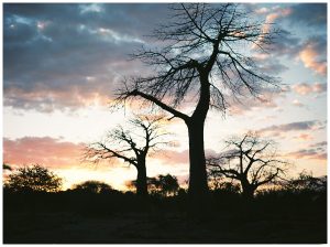 Ruaha